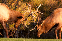 Wildlife and Animals