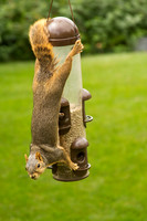 Wildlife and Animals