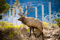 Wildlife and Animals