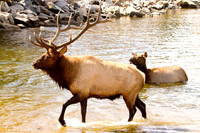 Wildlife and Animals