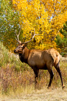 Wildlife and Animals