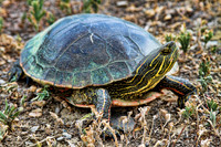 Wildlife and Animals