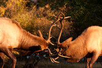 Wildlife and Animals