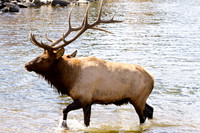 Wildlife and Animals