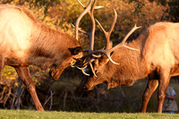 Wildlife and Animals