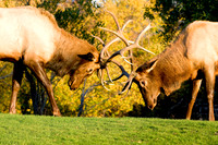 Wildlife and Animals