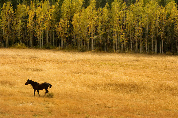 Horse out in the fields in the Rocky Mountains with the bright yellow Autumn colors of Aspen trees, Boulder County, Colorado.