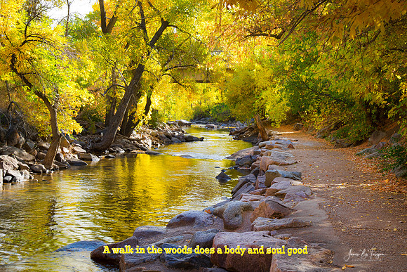 Golden_Walk_Woods