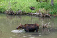 Wildlife and Animals
