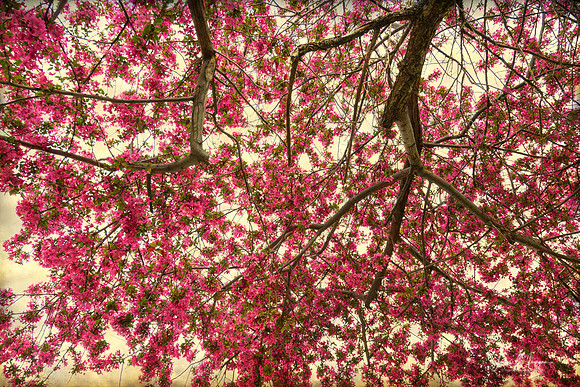 Brandywine Pink Crab Apple Blossoms Canopy