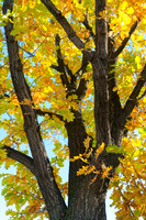 Some Un-be-leaf-able Fall Vibes