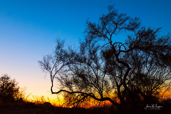 Palo-Verde-Tree-Silhouette-Sunrise