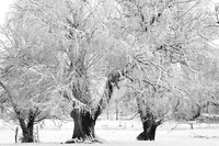 IMG_5117bw
