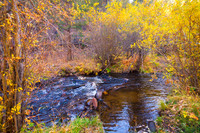 Golden Autumn Creek – Serene Fall Foliage Nature Photography