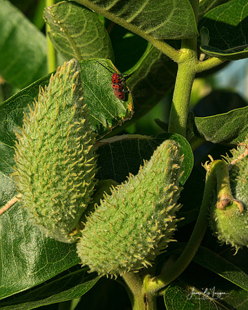 Milkweed Seedpods and Red Beattle
