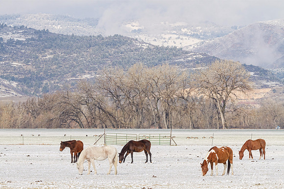 Beautiful Horses Geese and Snow