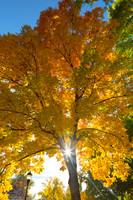 Stunning Autumn Tree Sunlight Through Colorful Leaves
