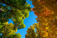 Autumn's Radiant Canopy -  A Skyward View