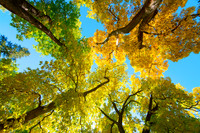 Vibrant Autumn Landscape - Colorful Trees under Blue Sky
