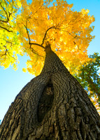 Golden Autumn Tree - Majestic Trunk and Leaves in Fall Splendor