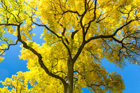 Golden Majesty - A Cottonwood's Radiant Reverie