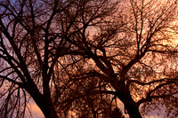 Close-up of tree branches with beautiful sunset colors behind. www.BoInsogna.com 1-888-682-0122