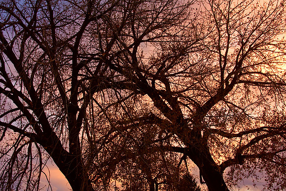 Close-up of tree branches with beautiful sunset colors behind. www.BoInsogna.com 1-888-682-0122