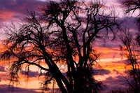 A very colorful sunrise sunset with a large tree silhouette .