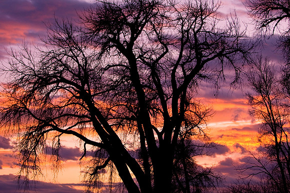 A very colorful sunrise sunset with a large tree silhouette .