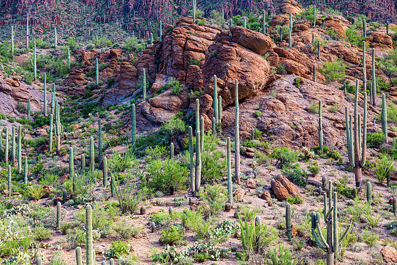 Arizona-Desert-Forest