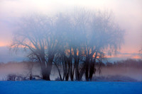 Trees