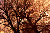 Close-up of tree branched with sunset colors behind. www.BoInsogna.com 1-888-682-0122