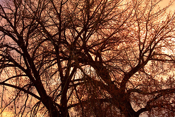 Close-up of tree branched with sunset colors behind. www.BoInsogna.com 1-888-682-0122