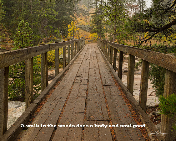 Wooden Bridge Walk in The Woods Does a Body and Soul Good