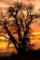 Tree silhouette with a beautiful sunset  ©2011 James Insogna