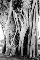 Tropical Tree Vibes BW