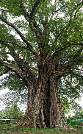 The Majestic Century Tree - 1,300-Year-Old Balete of Negros Island