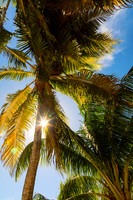 Sunshine and  Tall Palm Trees Extends Towards the Sky