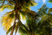 Reminiscent of a Tropical Paradise