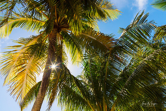Reminiscent of a Tropical Paradise