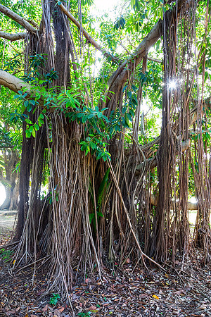 Majestic Magnificent Banyan Tree Portrait