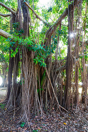 Majestic Magnificent Banyan Tree Portrait