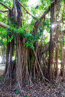 Majestic Magnificent Banyan Tree Portrait 1