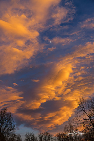 Trees - Moon  and Grand Sunset