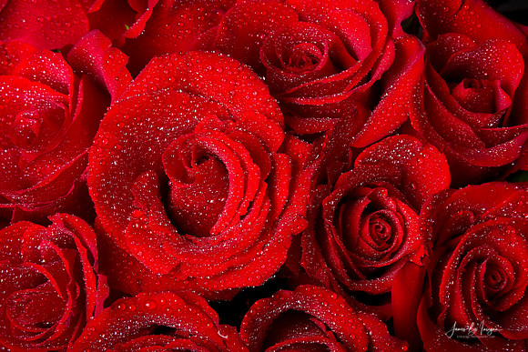 red-roses-water-drops