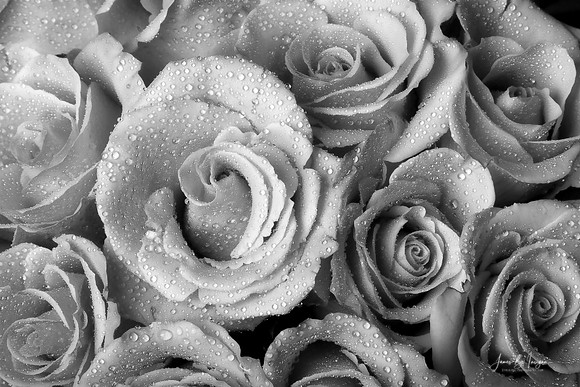 white-roses-bw