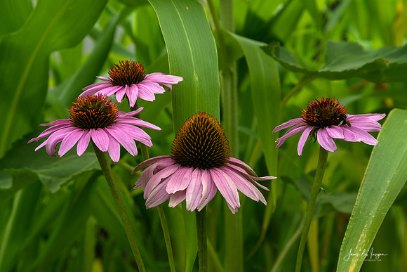 Purple Cones