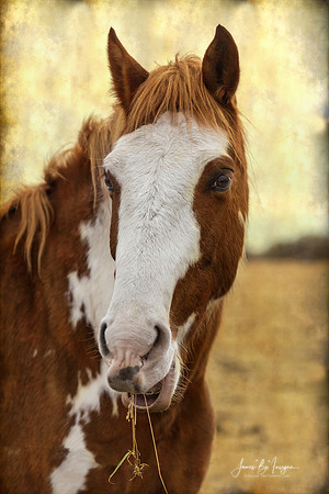 Smiling Painted Horse
