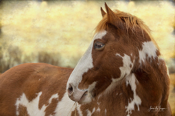 Painted Horse Beautiful