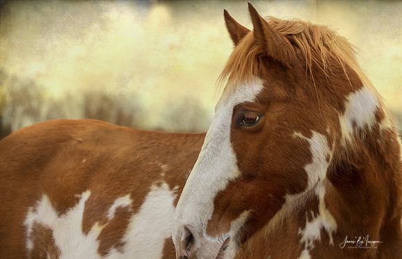 Painted Horse Tender Moment
